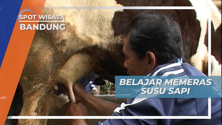 Belajar Memerah Susu Sapi Langsung dari Peternakan, Bandung