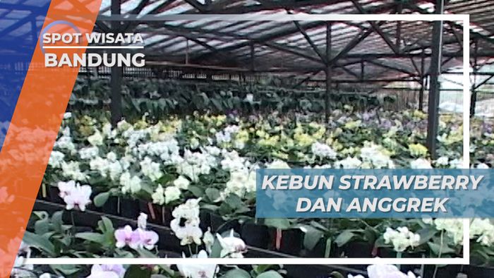 Mengunjungi Kebun Strawberry dan Anggrek di Bandung