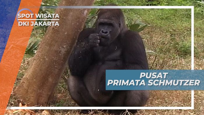 Pusat Primata Schmutzer, Tempat Pelestarian dalam Kebun Binatang, Jakarta