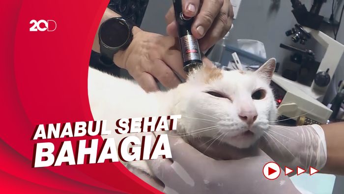 Melihat Proses Akupunktur pada Hewan Kesayangan