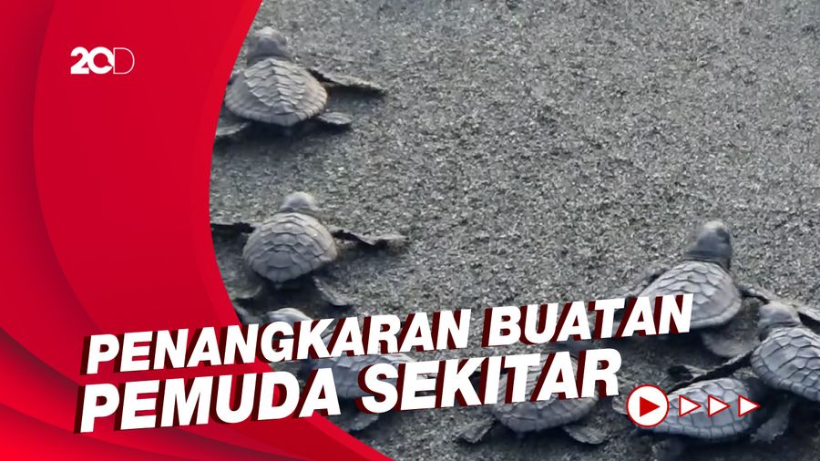 Ratusan Anak Penyu Dilepaskan ke Pantai