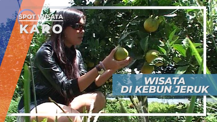 Senangnya Memetik Jeruk Langsung dari Pohonnya, Sumatera Utara