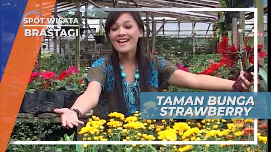 Mengunjungi Indahnya Taman Bunga Strawberry, Berastagi