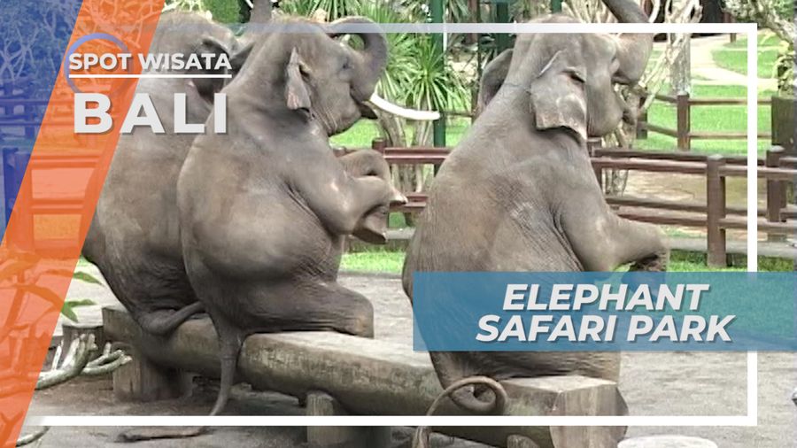 Menunggang Gajah Safari di kecamatan Tegallalang Gianyar Bali