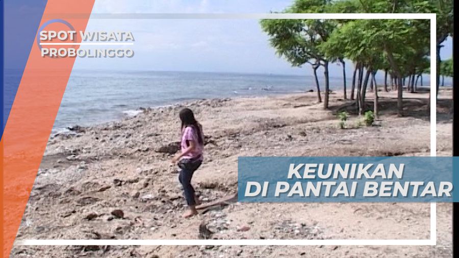Pepohonan Unik di Pantai Bentar, Probolinggo