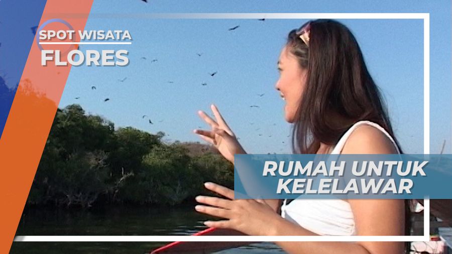 Pulau Ontoloe, Hutan Bakau yang Dihuni Ribuan Kelelawar, Flores
