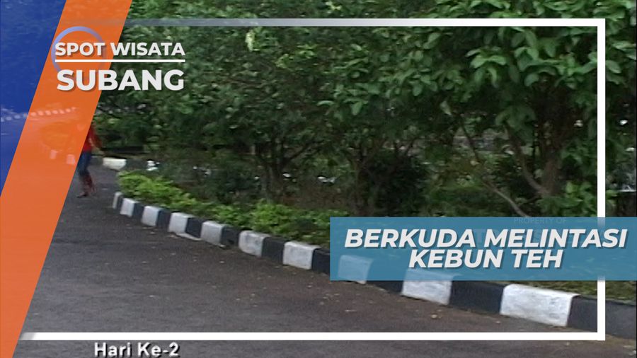 Sensasi Menikmati Pemandangan Kebun Teh Sambil Berkuda, Subang