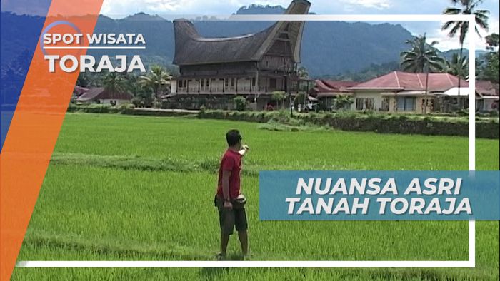 Menikmati Suasana Persawahan Hijau yang Asri, Tana Toraja
