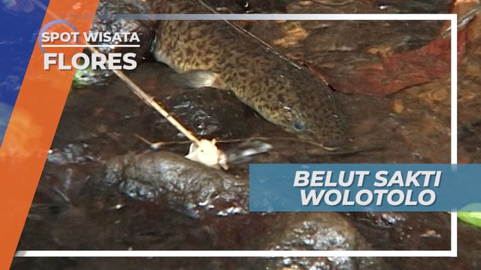 Ritual Khusus Memanggil Belut Sakti Wolotolo, Flores