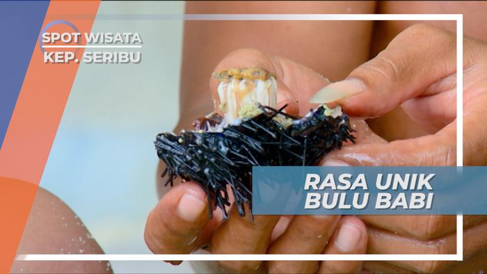 Menambah Stamina dengan Menyantap Bulu Babi, Kepulauan Seribu