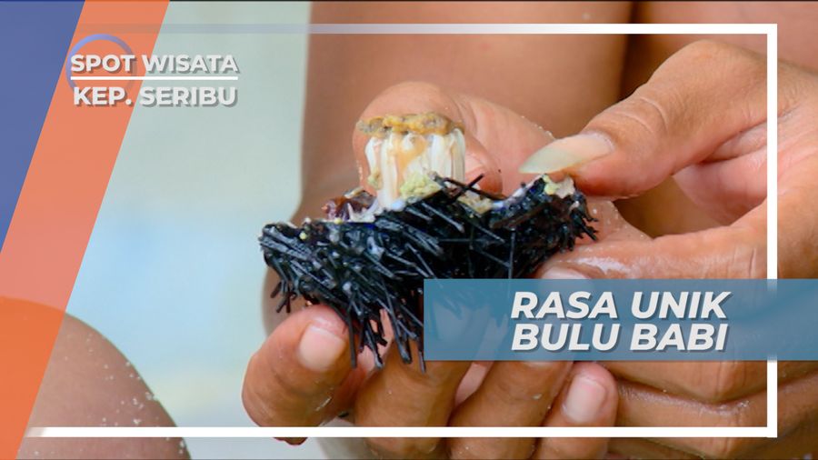 Menambah Stamina dengan Menyantap Bulu Babi, Kepulauan Seribu