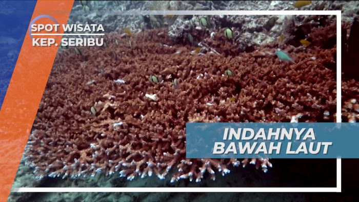 Indahnya Pemandangan Bawah Laut yang Lestari di Kepulauan Seribu
