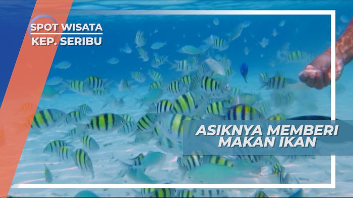 Asiknya Memberi Makan Ikan di Pulau Perak Kepulauan Seribu