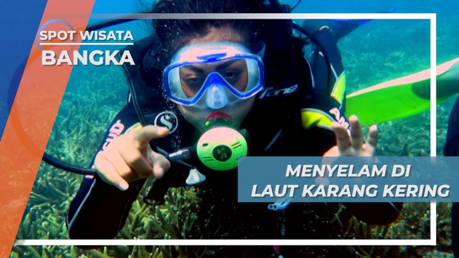 Menyelam Menikmati Keindahan Bawah Laut Pulau Bangka 