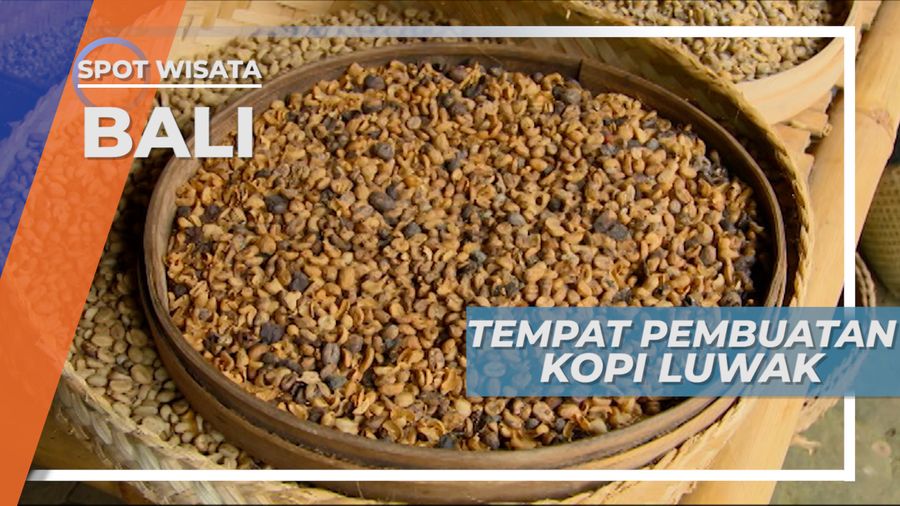 Pembuatan Kopi Luwak di Tegallalang Gianyar Bali