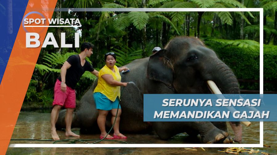Sensasi Memandikan Gajah di Kawasan Wisata Bali