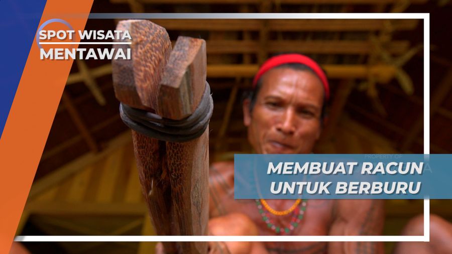Campuran Batang Pohon dan Cabe Rawit, Racun Berburu Mematikan Suku Metawai