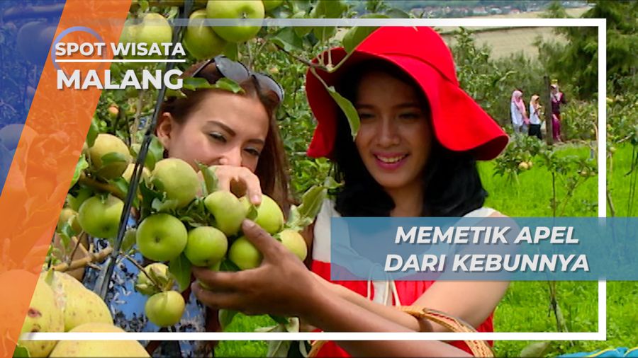 Apel Manalagi, Memetik Buah Cantik di Perkebunan Kota Batu