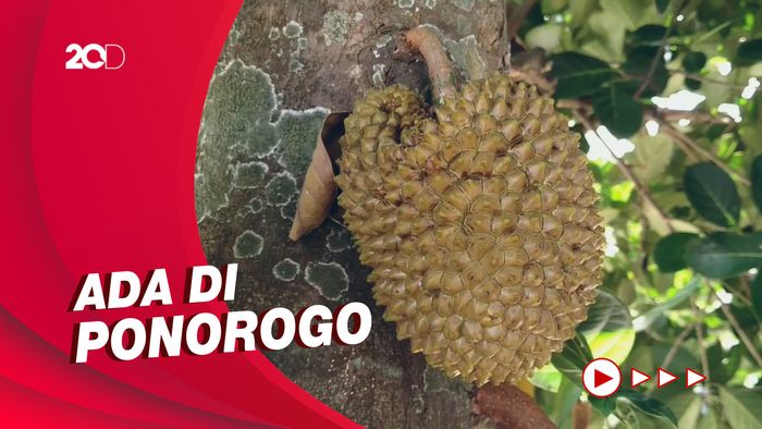 Viral Buah Durian yang Tumbuh di Pohon Nangka