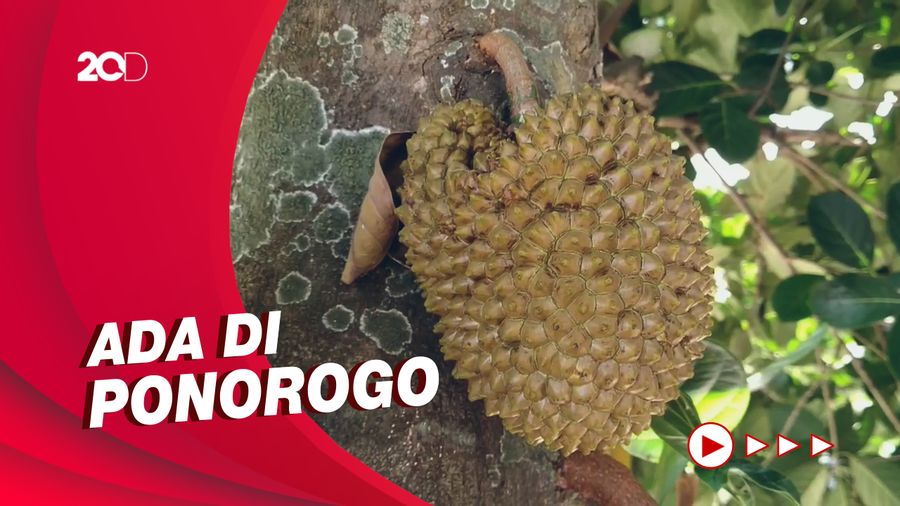 Viral Buah Durian yang Tumbuh di Pohon Nangka
