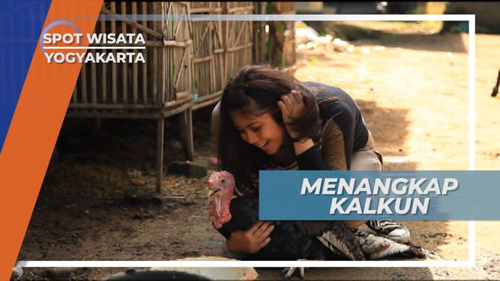 Perjuangan Menangkap Kalkun, Bahan Kuliner Andalan Yogyakarta