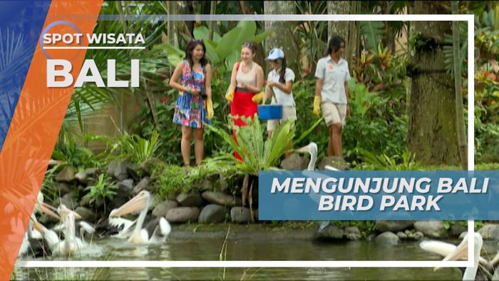 Berkunjung ke Taman Burung Bali, Mengenal Ragam Jenis Burung Nusantara