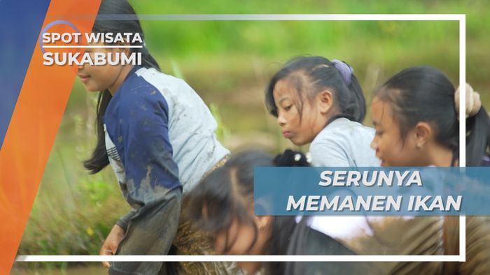 Mandi Lumpur, Serunya Panen Ikan di Kolam Sawah, Sukabumi
