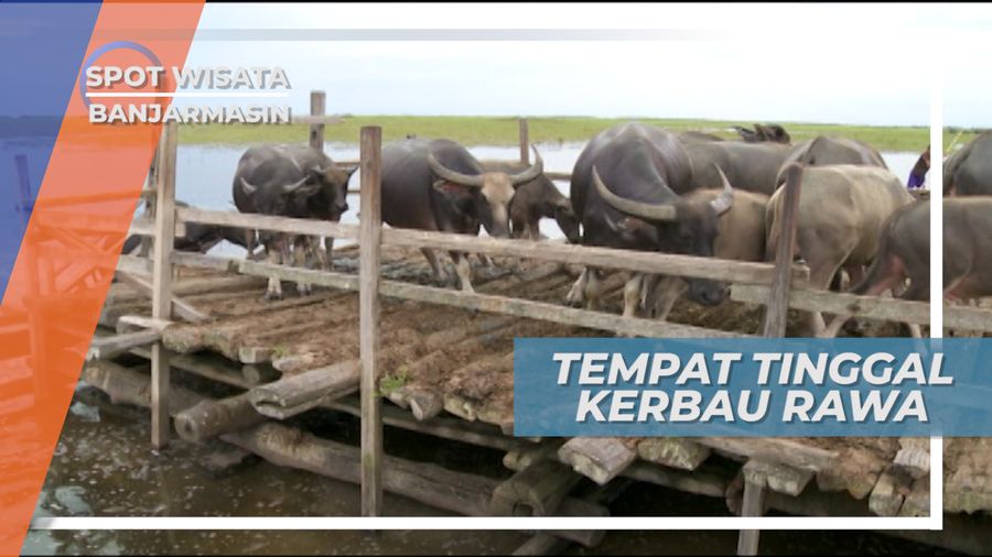 Kalang, Tempat Tinggal Kerbau Rawa di Danau Panggang, Banjarmasin