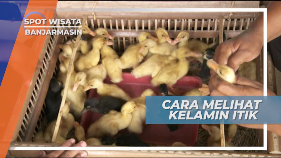 Cara Unik Membedakan Jenis Kelamin Anak Itik Alabio, Banjarmasin