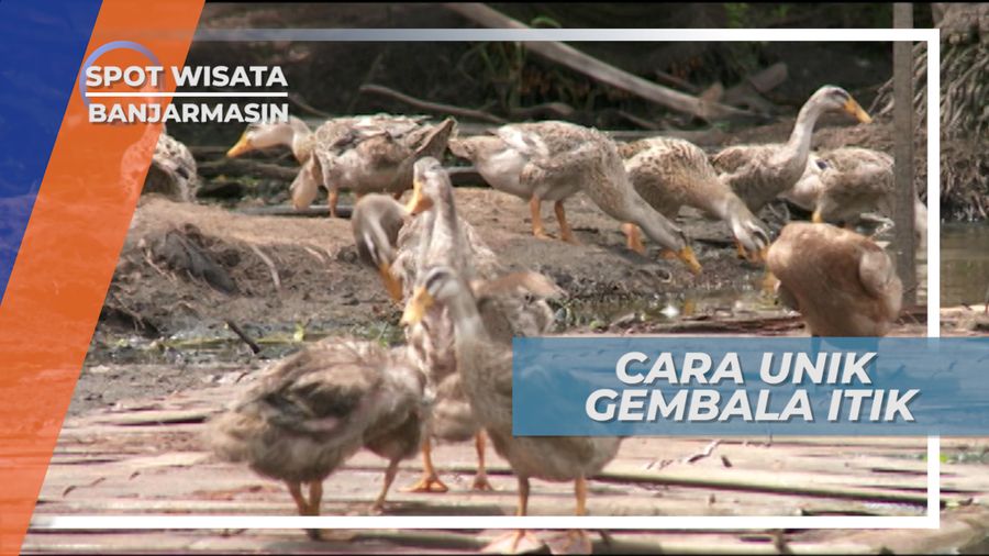 Desa Mamar, Salah Satu Penghasil Itik Terbaik di Banjarmasin
