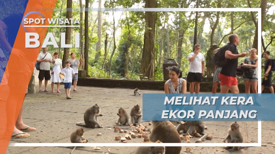 Melihat Lebih Dekat Perilaku Kera Ekor Panjang di Ubud, Bali