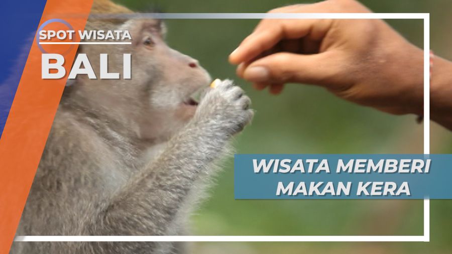Buah-buahan Segar, Makanan Favorit Kera di Kawasan Wisata Bali