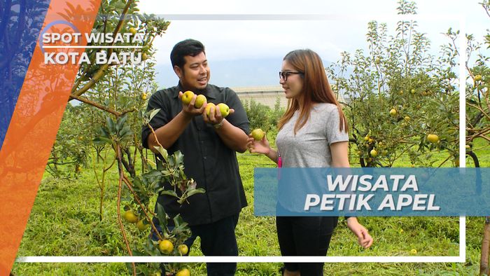 Perkebunan Apel Segar Bebas Petik Sepuasnya, Kota Batu