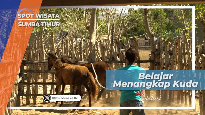 Melasso, Teknik Menjinakan Kuda Liar di Sumba Timur