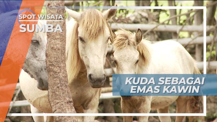 Sandlewood, Warisan Alam Berharga di Tanah Marapu, Sumba