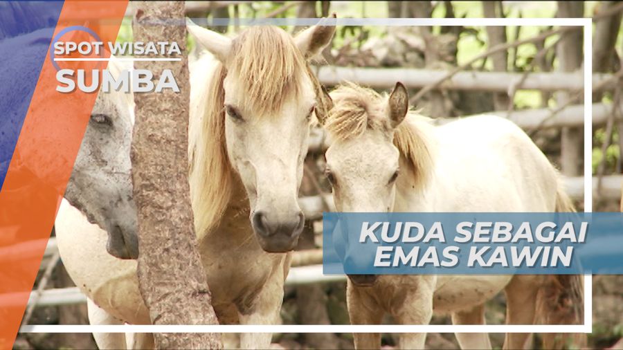 Sandlewood, Warisan Alam Berharga di Tanah Marapu, Sumba