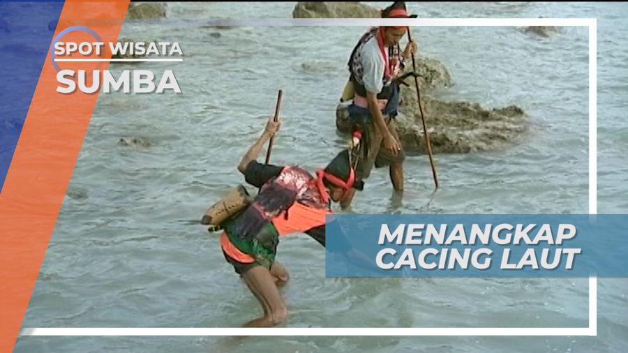 Nyale, Tradisi Menangkap Cacing Laut yang Masih Lestari di Sumba