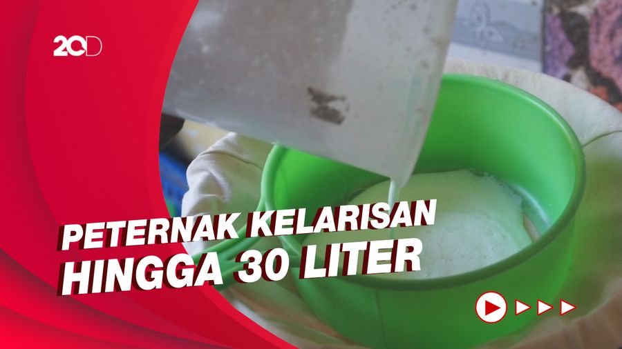 Susu Kambing di Purwakarta Jadi Buruan Warga untuk Tingkatkan Imun