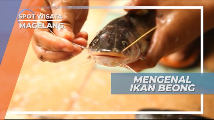 Mangut Beong, Lezatnya Kuliner Ikan Asli Habitat Sungai Progo Magelang