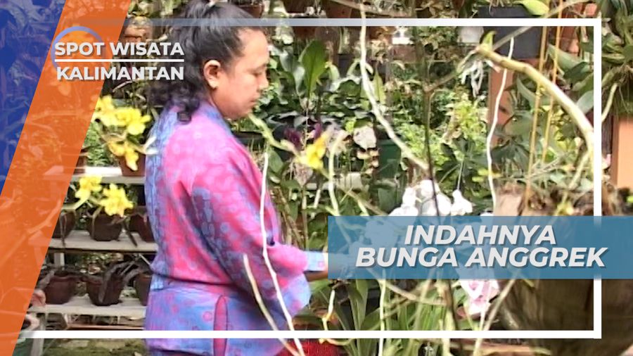 Anggrek, Simbol Kemewahan rasa Cinta Dari Bunga Berharga Tinggi dari Kalimantan 