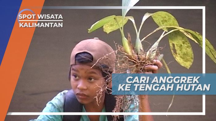Berburu Anggrek, Hingga Jauh Ke Dalam Hutan Pegunungan Meratus Kalimantan