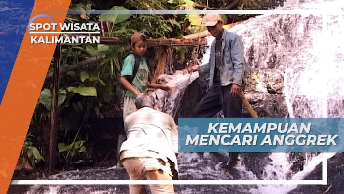 Naluri Tajam Pemburu Anggrek Hutan di Pegunungan Meratus Kalimantan 