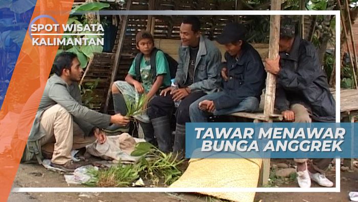 Tawar Menawar Anggrek Hutan Dengan Pengepul Bunga Kalimantan