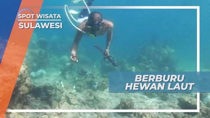 Teripang, Hewan Laut Dengan Kandungan Gizi yang Tinggi, Makassar