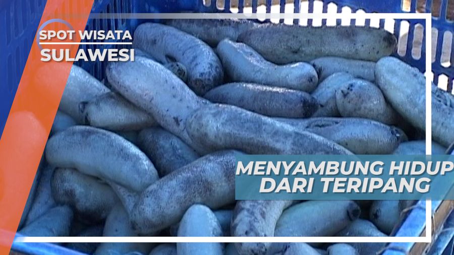 Wanita Pemburu Teripang, Potensi Alam Masyarakat Sulawesi