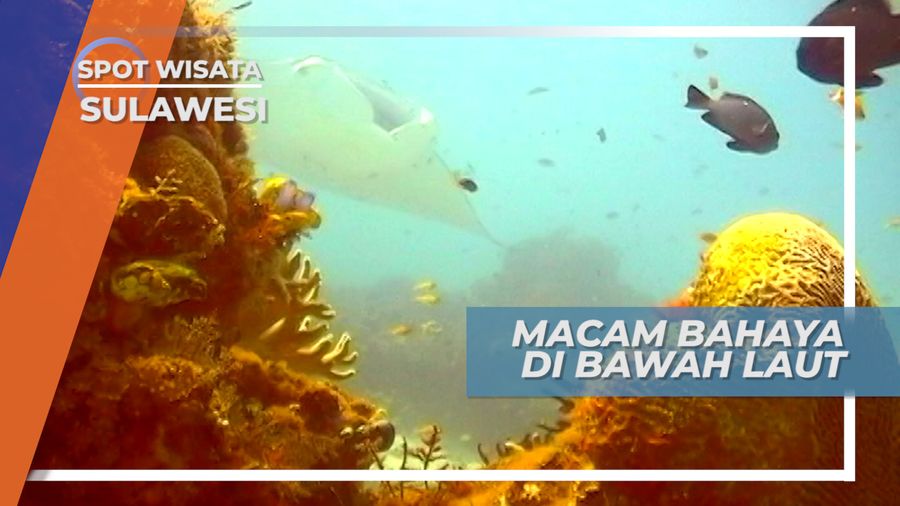 Bahaya Penyelaman Memburu Teripang, Sulawesi