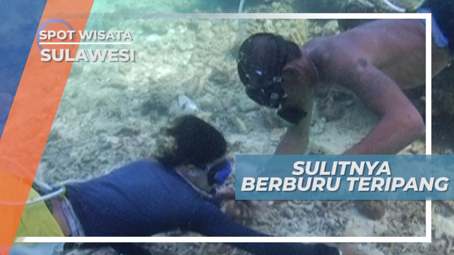 Sulitnya Berburu Teripang di Kedalaman Laut Sulawesi Selatan