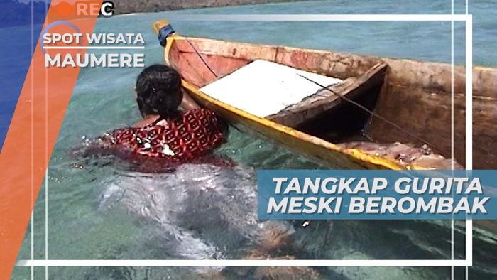 Laut Berombak, Rintangan Berburu Gurita Di Kedalaman Laut Maumere