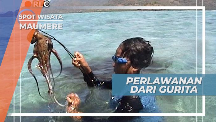 Butuh Keahlian Khusus Untuk Menarik Gurita dari Dasar Laut, Maumere