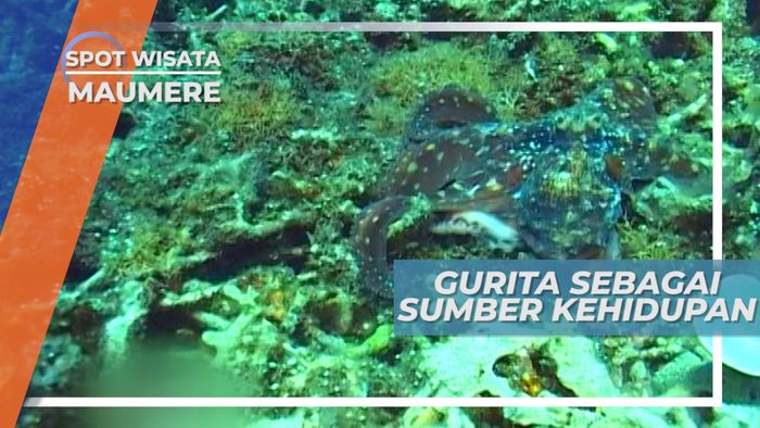 Gurita, Sumber Kehidupan Dari Laut Maumere